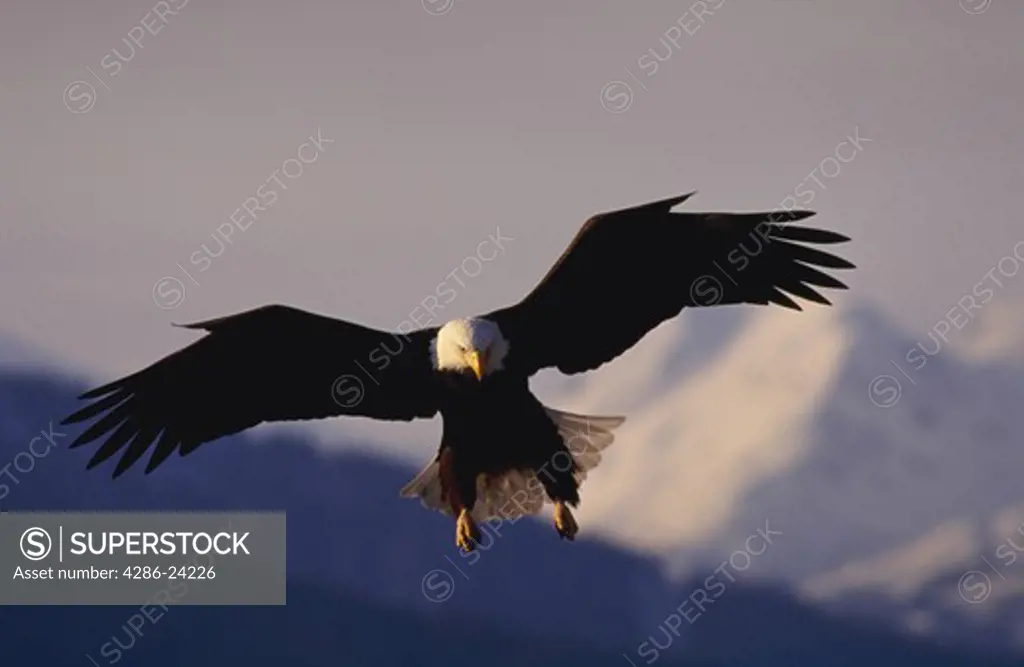 Bald Eagle in flight, Homer, Alaska.
