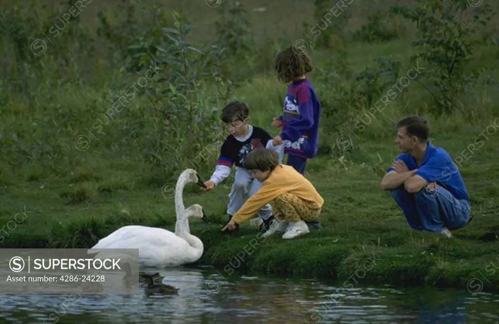 Trumpeter Swan admired by a young family in Anchorage, Alaska.
