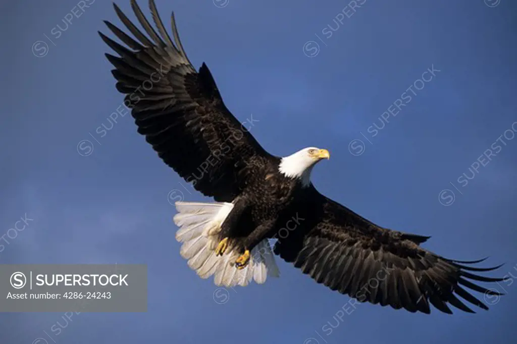 USA, Alaska, Homer, Bald Eagle (Haliaeetus leucocephalus) in flight