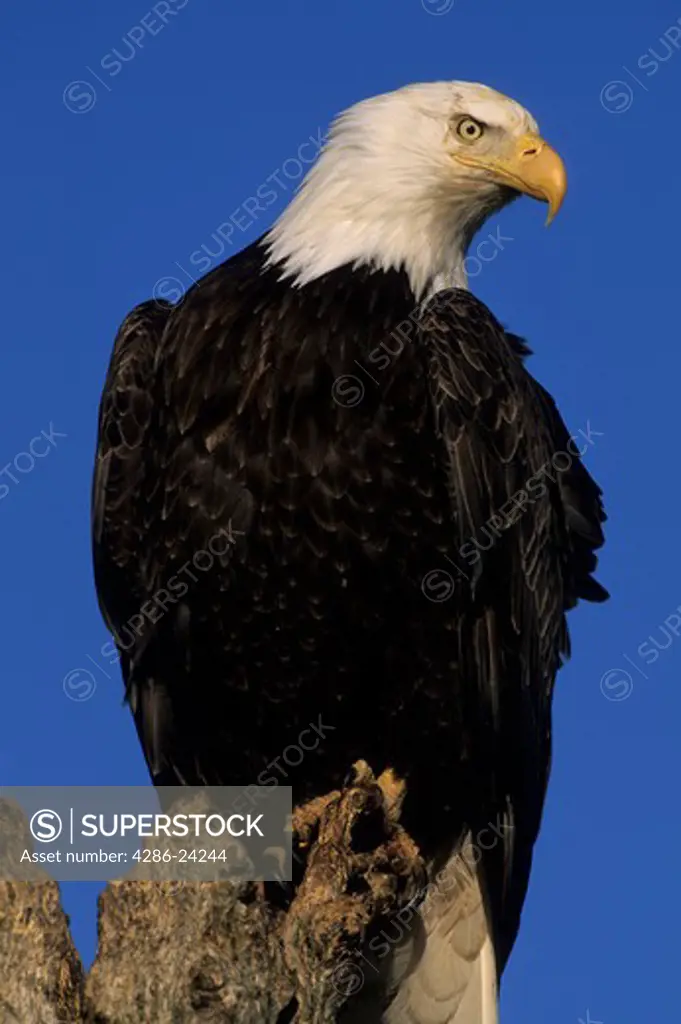 USA, Alaska, Homer, Bald Eagle (Haliaeetus leucocephalus) perched