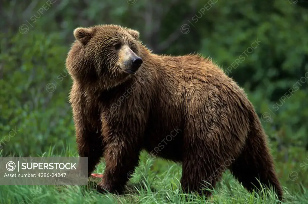USA, Alaska, McNeil River Alaska State Game Sanctuary, Brown Bears (Ursus arctos) 