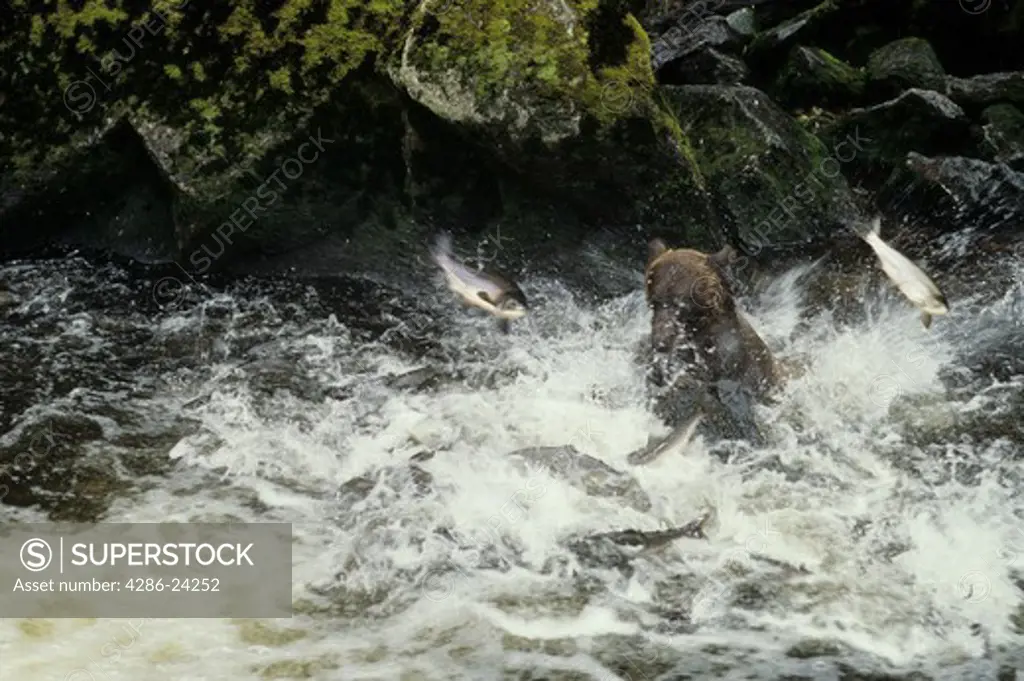 USA, Alaska, Anan Creek, Alaska, Brown Bear (Ursus arctos) fishing for salmon with salmon in the air