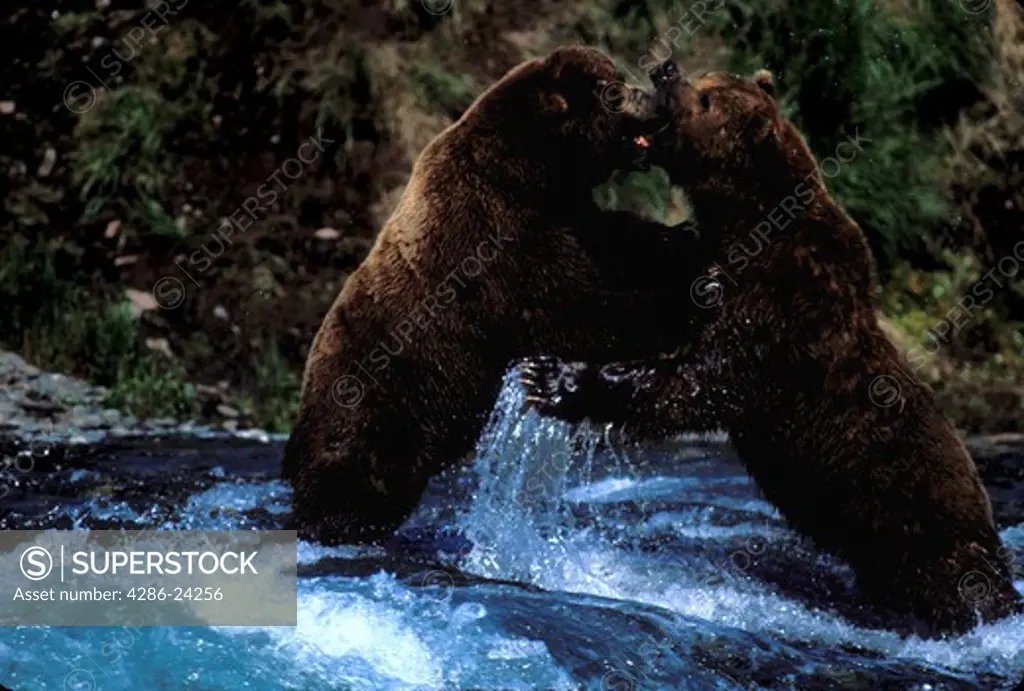 USA, Alaska, McNeil River Alaska State Game Sanctuary, Brown Bears (Ursus arctos) fighting in McNeil River