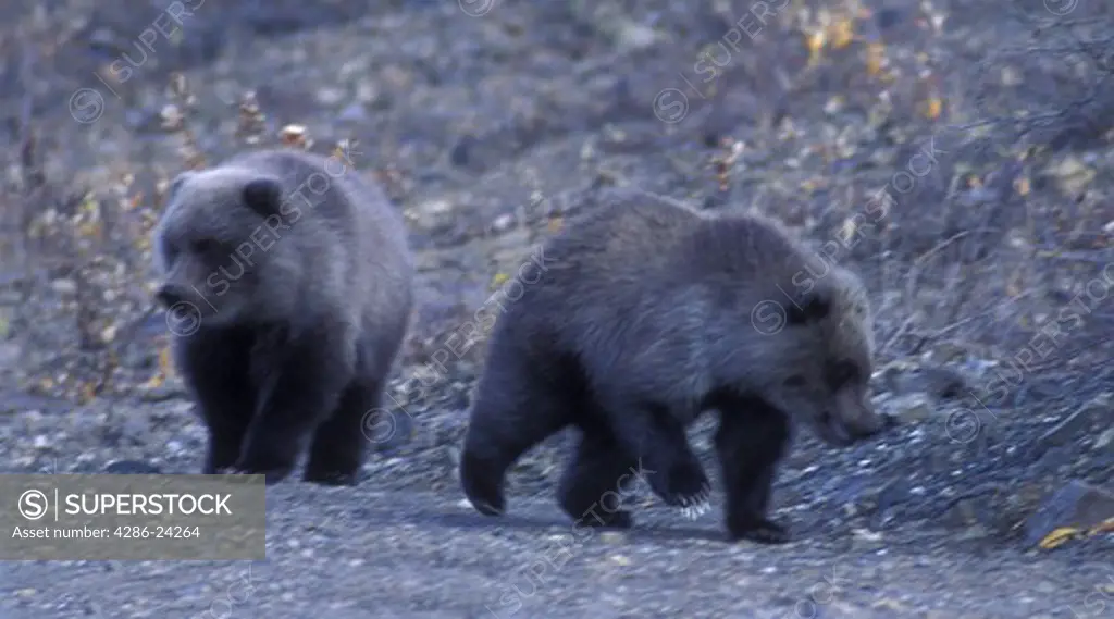 USA, Alaska, Denali National Park, Park Road, Grizzly Cubs, one with porcupine quills in Sept. did not appear in the spring with its siblings