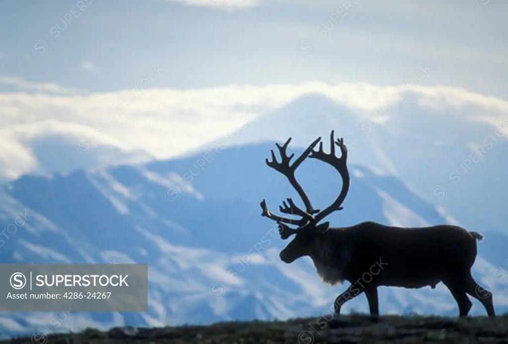USA, Alaska, Denali National Park, Alaska Range, Wonder Lake area, bull caribou silouette and Denali