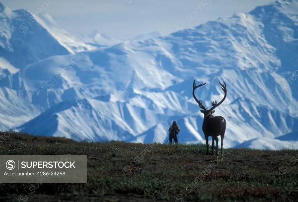 USA, Alaska, Denali National Park, Alaska Range, Wonder Lake area, bull caribou and photographer silouette and Denali