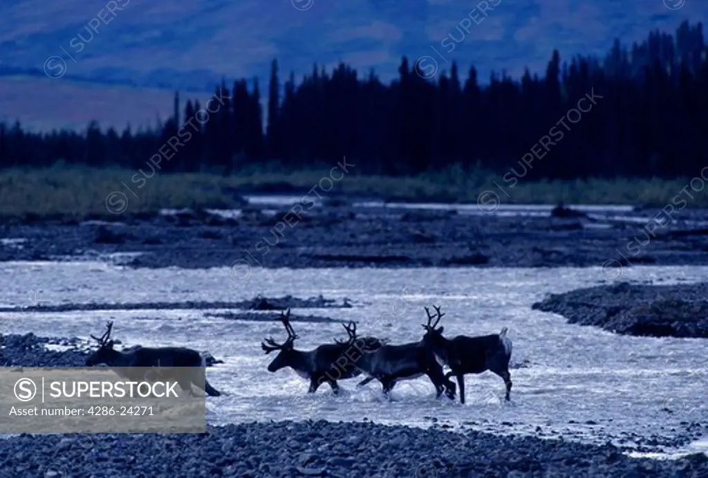 USA, Alaska, Denali National Park, caribou crossing Teklanika River