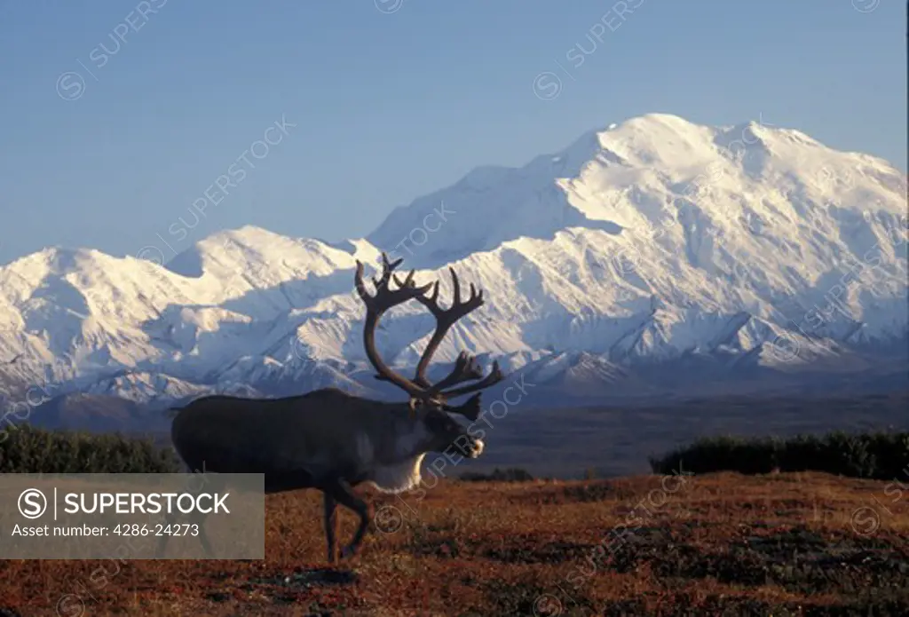 USA, Alaska, Denali National Park, Alaska Range, Wonder Lake area, bull caribou and Denali