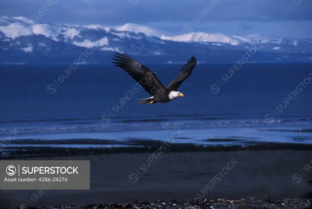 USA, Alaska, Homer, Bald Eagle (Haliaeetus leucocephalus) in flight, snow capped mountains, Kachemak Bay, Pacific Ocean, Homer Spit