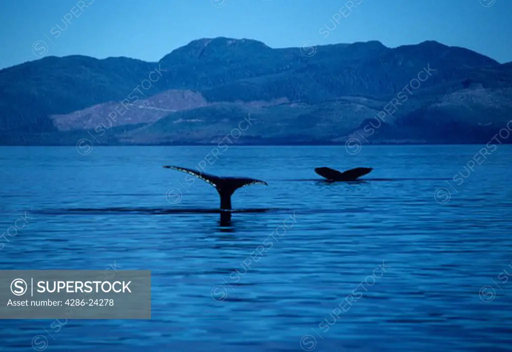 USA, Alaska, Kupreanof Island, Frederick's Sound, Tongass National Forest, Kake, clear cutting of forest and Humpback whales in foreground