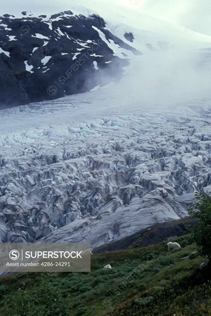 USA, Alaska, Seward, Kenai Peninsula, Seward Highway, Exit Glacier and mountain goats