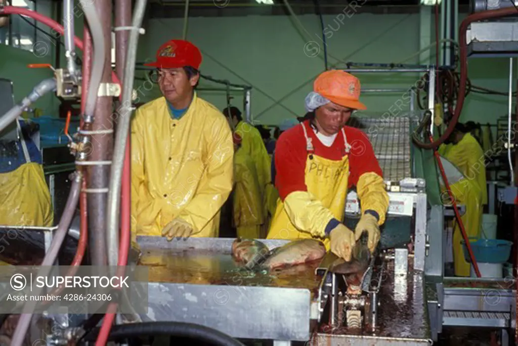 USA, Alaska, Anchorage, salmon processing plant
