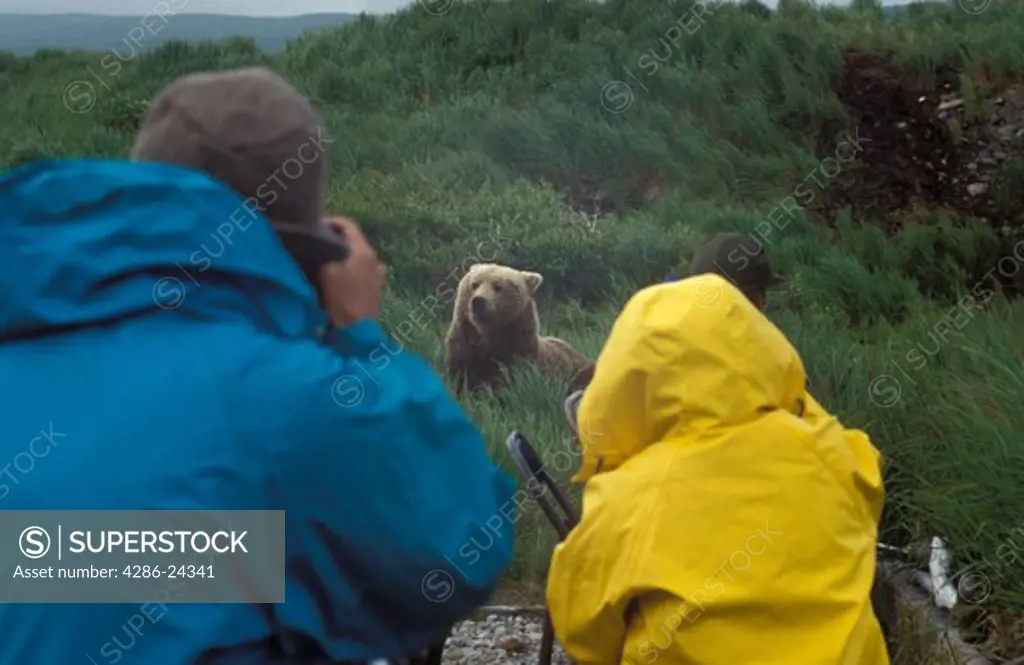 USA, Alaska, McNeil River Alaska State Game Sanctuary, Brown Bears (Ursus arctos) with people