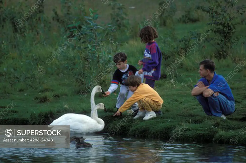 USA, Alaska, Anchorage, trumpeter swans and people