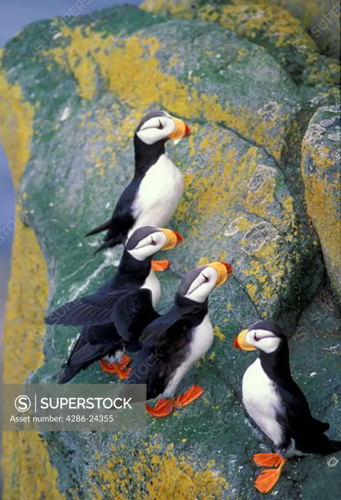 USA, Alaska, Bering Sea, Bristol Bay, Round Island, Walrus Islands Alaska State Game Sancturary, four Horned Puffins on a ledge, ledge is colored with yellow lichen