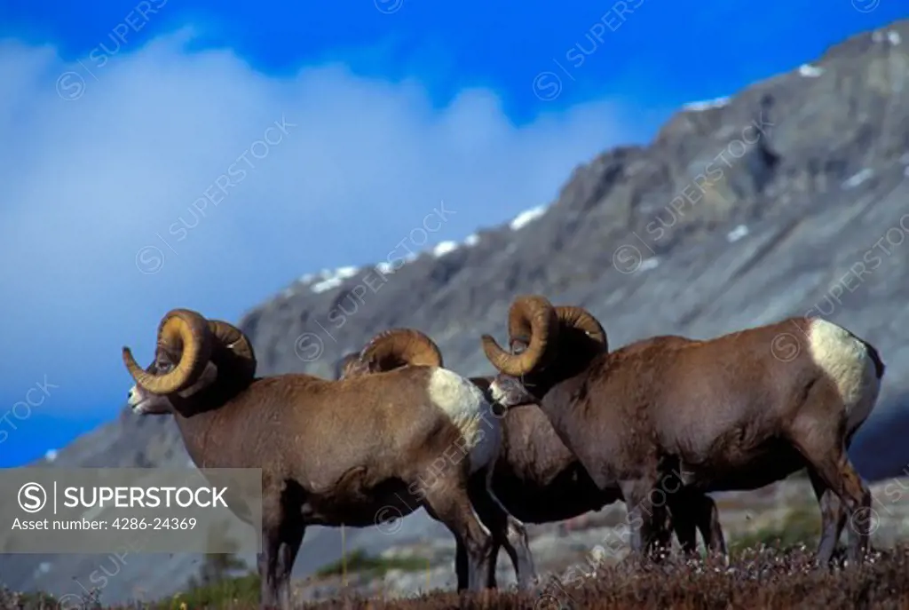 USA, Canada, Alberta,  Big Horn Sheep Rams(Ovis canadensis) 