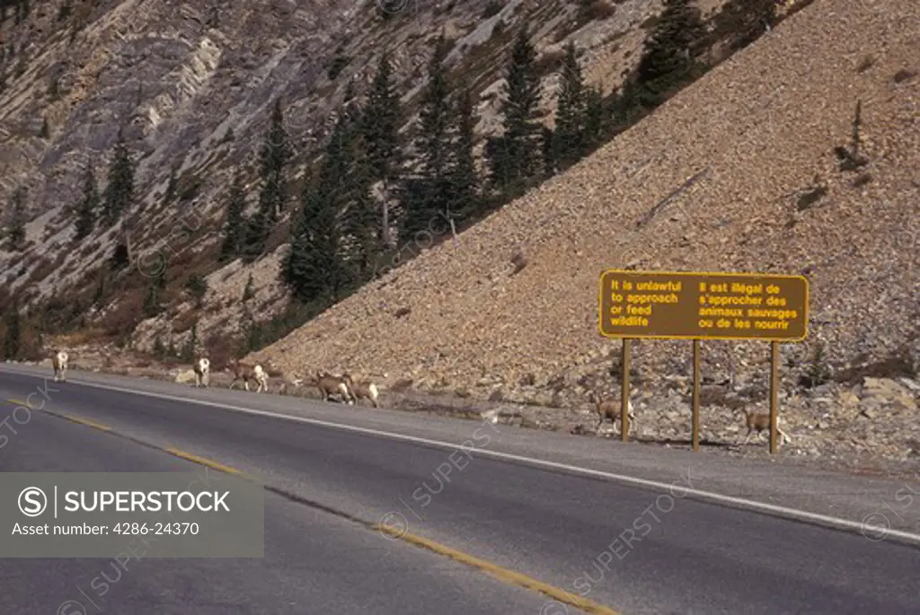 USA, Canada, Alberta,  Big Horn Sheep (Ovis canadensis) crossing Icefields Parkway