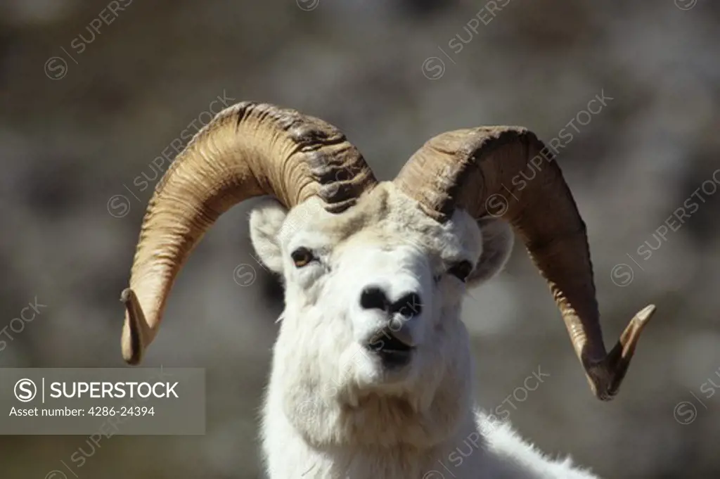 USA, Alaska, Denali National Park,  Igloo Mountain, Park Road,  Dall Sheep Ram (Ovis dalli dalli) portrait