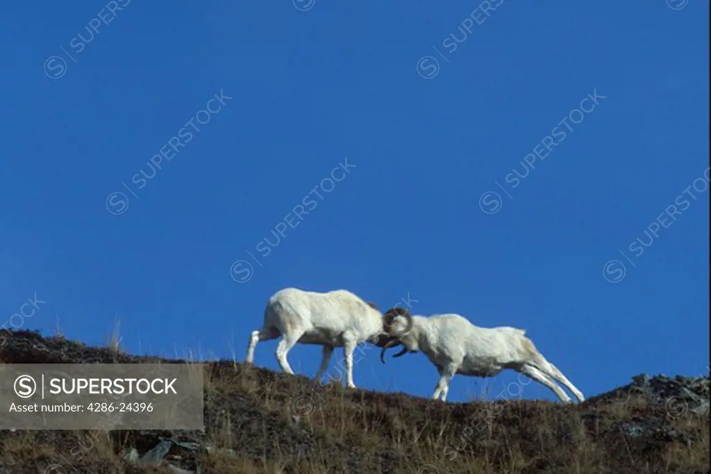 USA, Alaska, Denali National Park,  Mt. Wright, Park Road,  Dall Sheep Rams fighting (Ovis dalli dalli) 