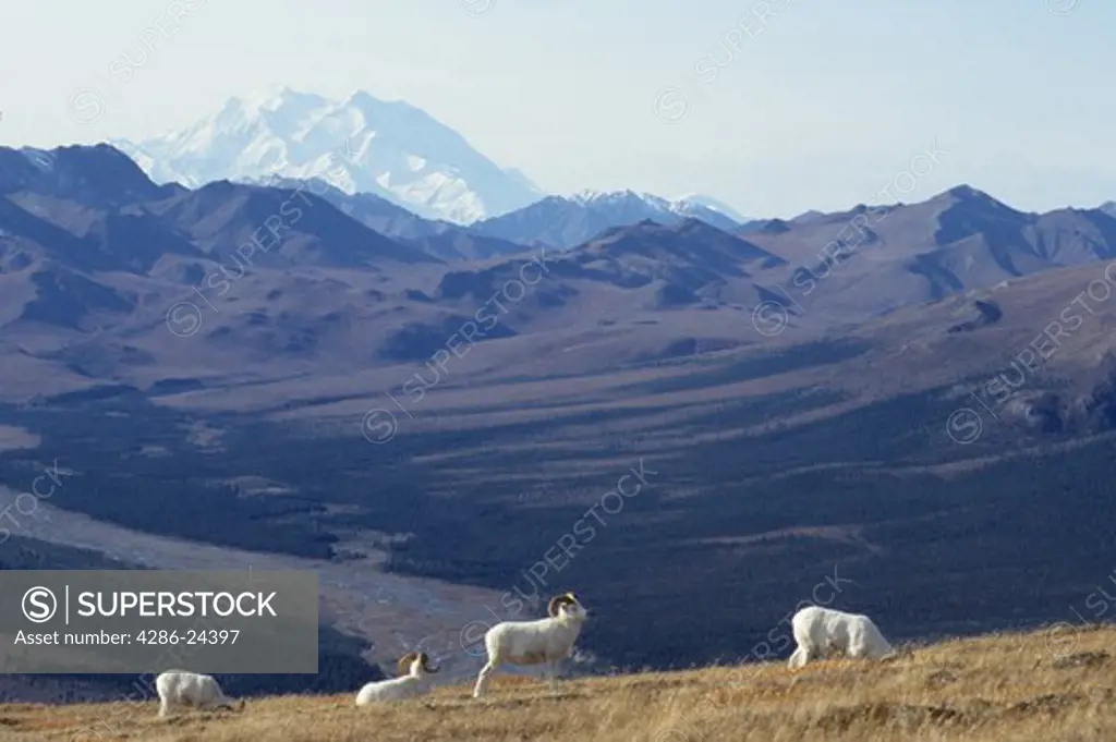 USA, Alaska, Denali National Park, Mt. McKinley in background, Park Road,  Dall Sheep Rams  (Ovis dalli dalli) portrait on Mt. Wright