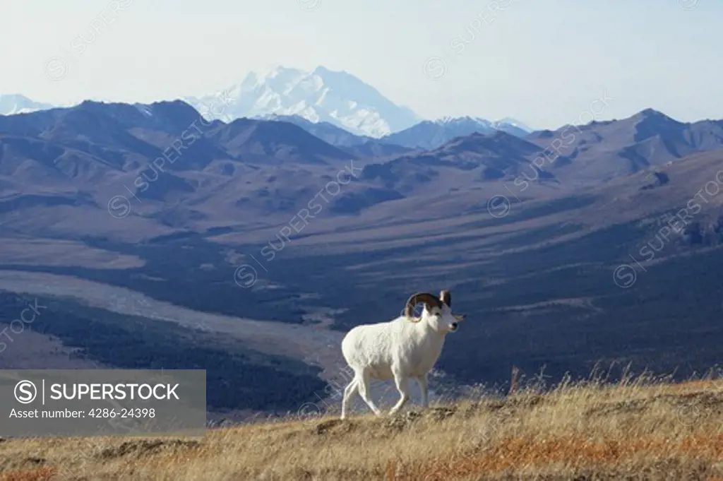 USA, Alaska, Denali National Park, Mt. McKinley in background, Park Road,  Dall Sheep Rams  (Ovis dalli dalli) portrait on Mt. Wright