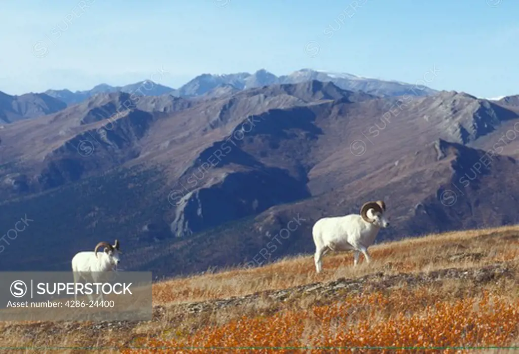 USA, Alaska, Denali National Park,  Mt. Wright,  Park Road,  Dall Sheep Rams (Ovis dalli dalli) 