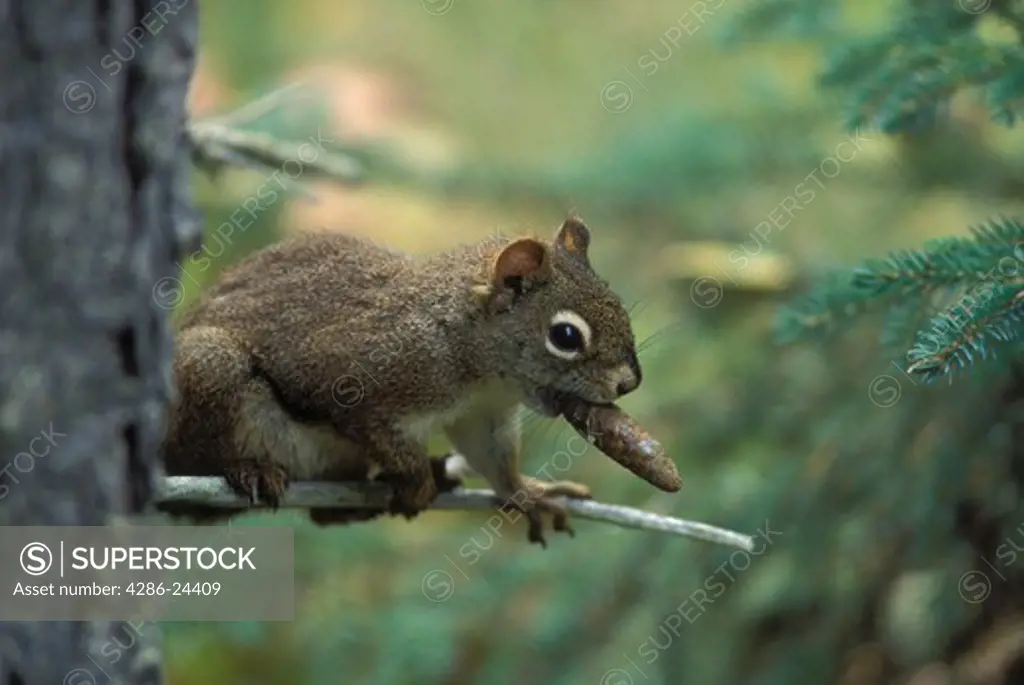 USA, Alaska, Katmai National Park, Brooks Falls trail, red squirrel (Tamiasciurus hudsonicus) in tree with cone in mouth