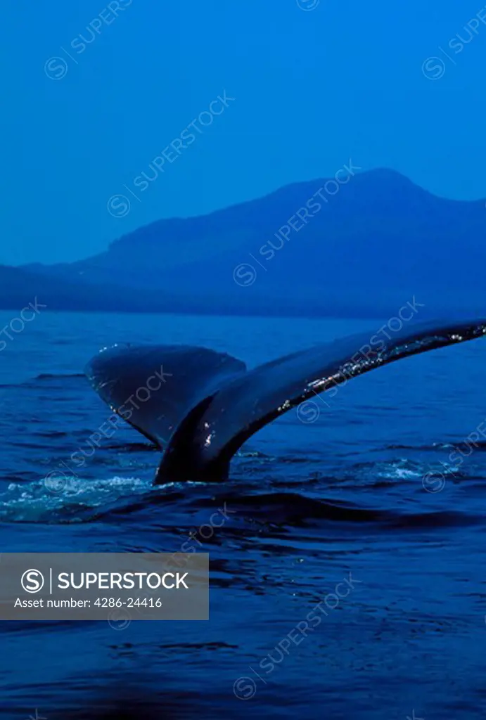 USA, Alaska, Southeast Alaska, Inside Channel, Frederick's Sound, Humpback Whale  (Megaptera novaeangliae) fluke roll with scenery, vertical image