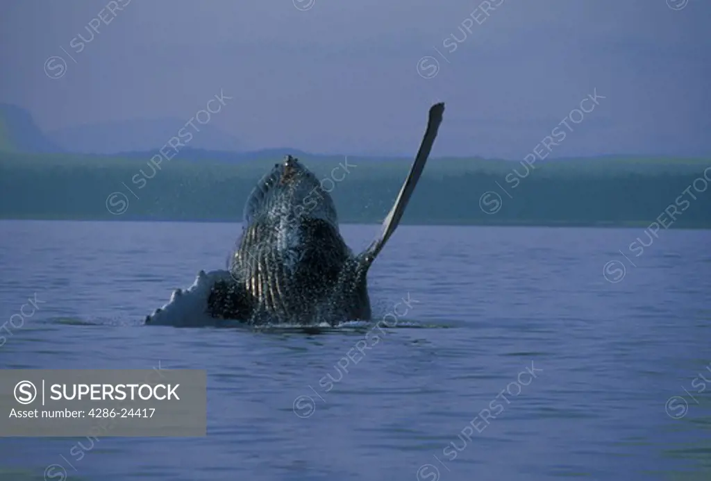 USA, Alaska, Southeast Alaska, Inside Channel, Frederick's Sound, Humpback Whale  (Megaptera novaeangliae) breach, vertical image