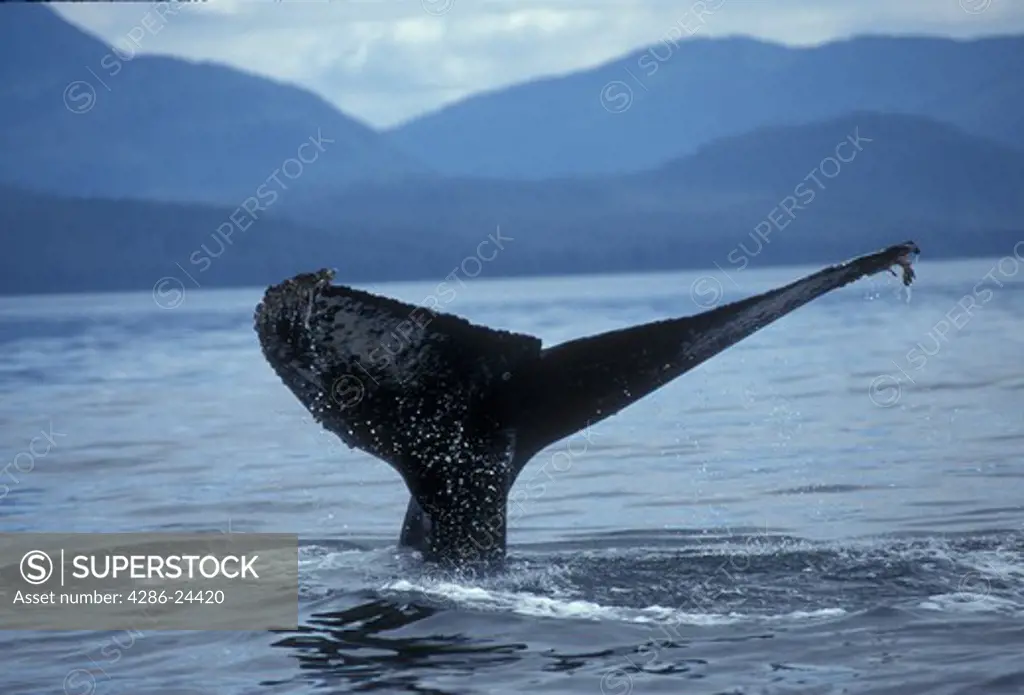 USA, Alaska, Southeast Alaska, Inside Channel, Frederick's Sound, Humpback Whale  (Megaptera novaeangliae) fluke