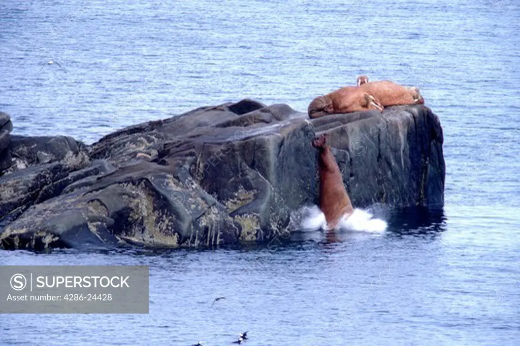 USA, Alaska, Bering Sea, Bristol Bay, Round Island, Walrus Islands State Wildlife Sanctuary, series of images showing a bull  Pacific Walrus (odobenus divergens) dive from a ledge