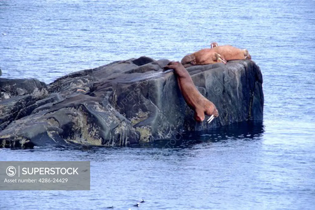 USA, Alaska, Bering Sea, Bristol Bay, Round Island, Walrus Islands State Wildlife Sanctuary, series of images showing a bull  Pacific Walrus (odobenus divergens) dive from a ledge