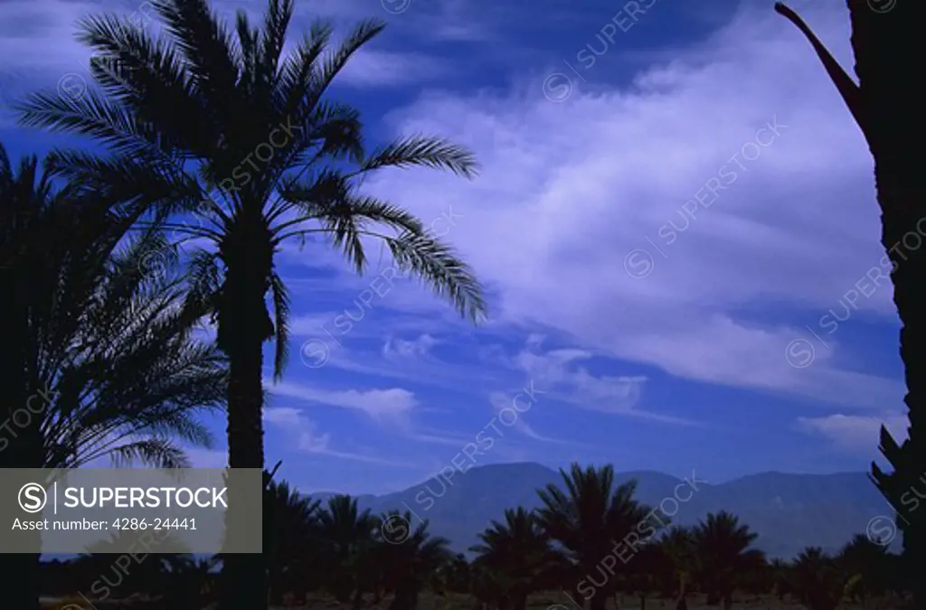 Palm trees against blue sky and clouds, Indio, California.