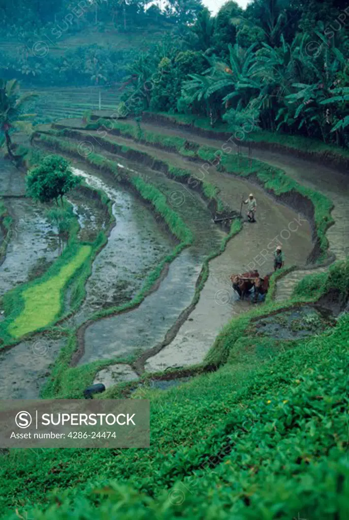 Looking down at terraced rice paddies in Bali, Indonesia. A pair of oxen pull a plow in a field.