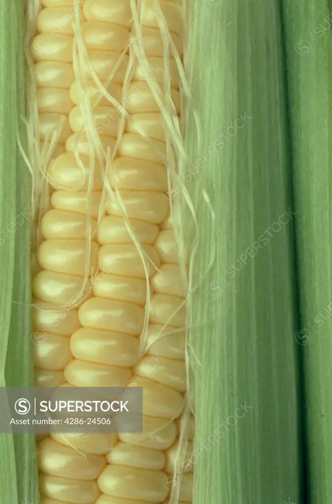 Close-up of an ear of Corn. 