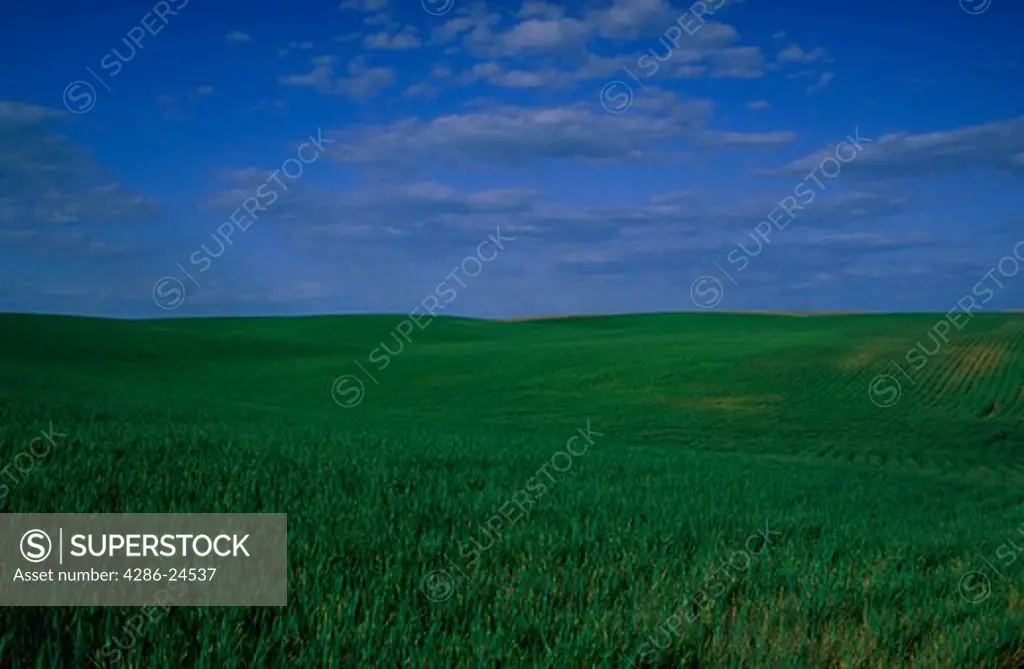 Green grassy field with blue sky and clouds in Eastern Washington State.