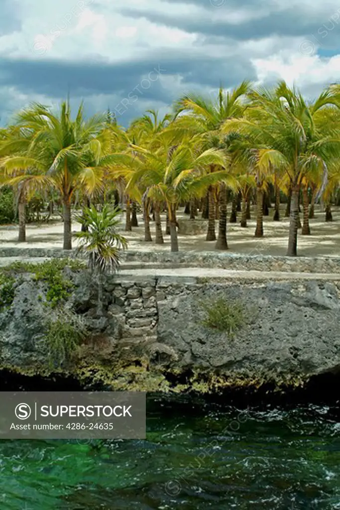 Mexico, Cozumel, view of palm trees and water