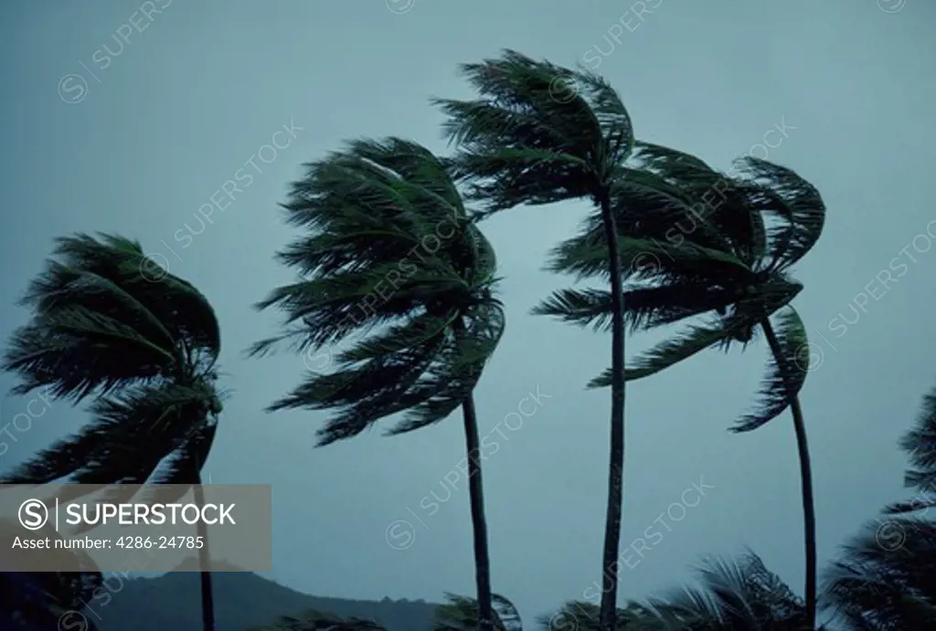 Strong Winds Blowing Costal Palms