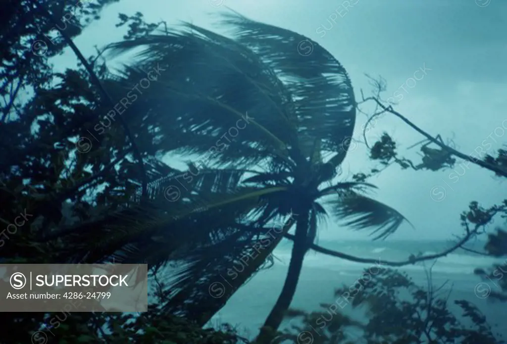 Hurricane Gilbert Blows the Treetops