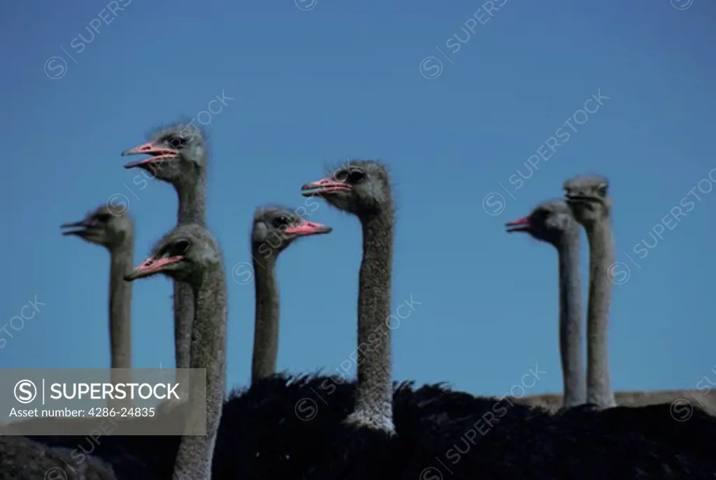 Group of Farm Ostriches