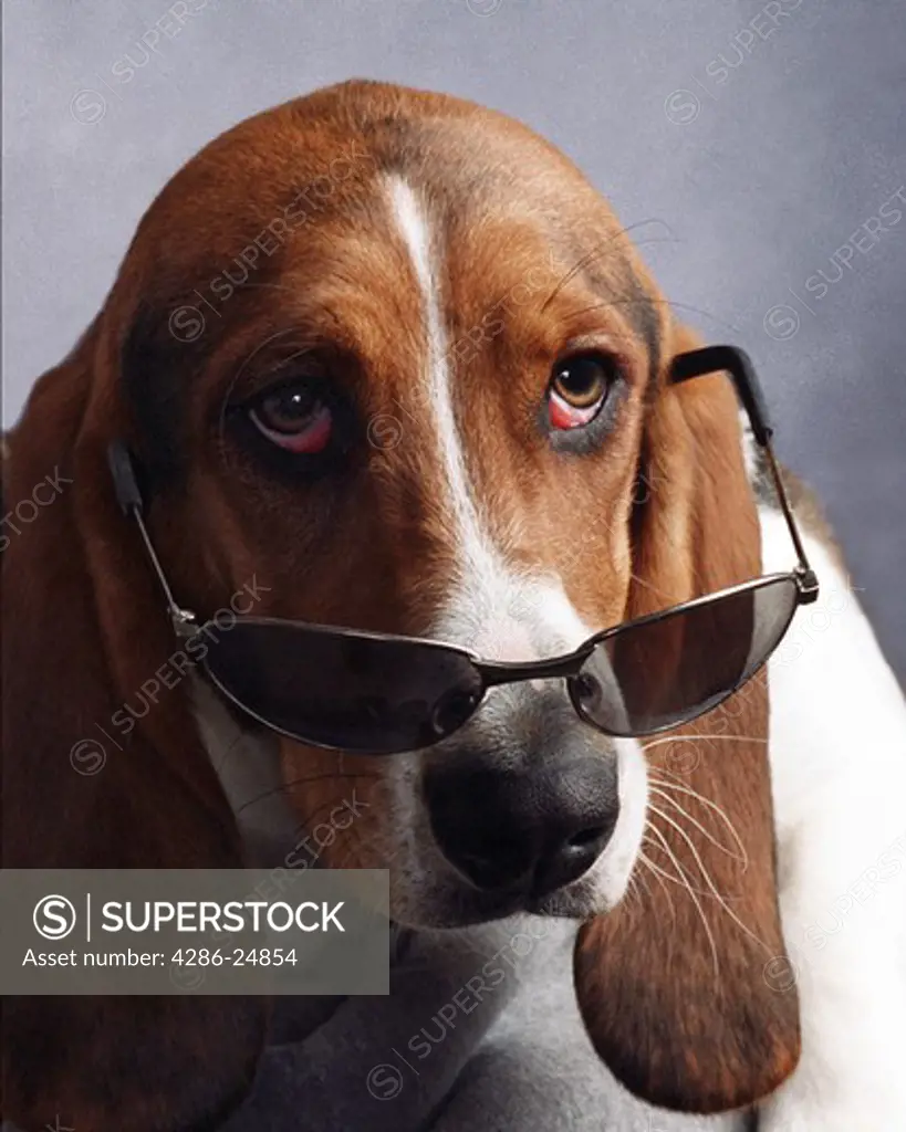 Basset hound with shades
