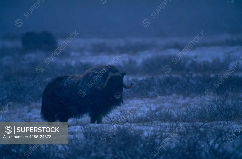 A muskox standing in a snowstorm in Arctic Slope, Alaska.