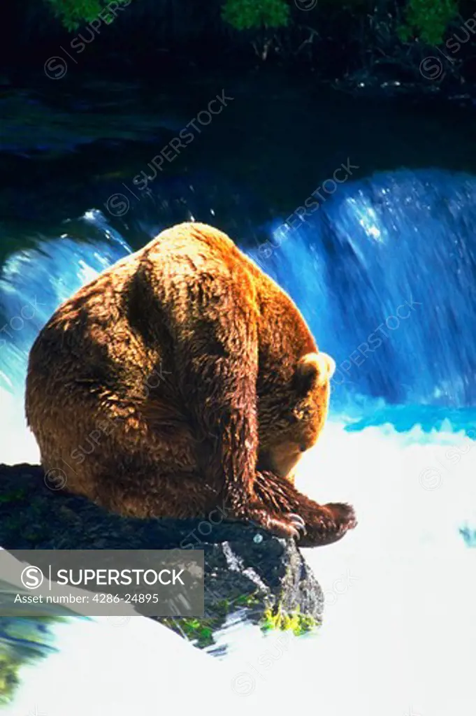 A Brown bear asleep on a rock at Brooks Falls in Katmai National Park, Alaska.