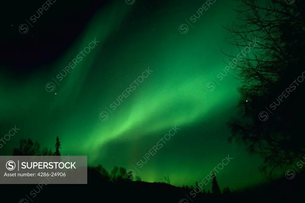 A green Aurora Borealis with treetops in the foreground at Trapper Creek, Alaska.