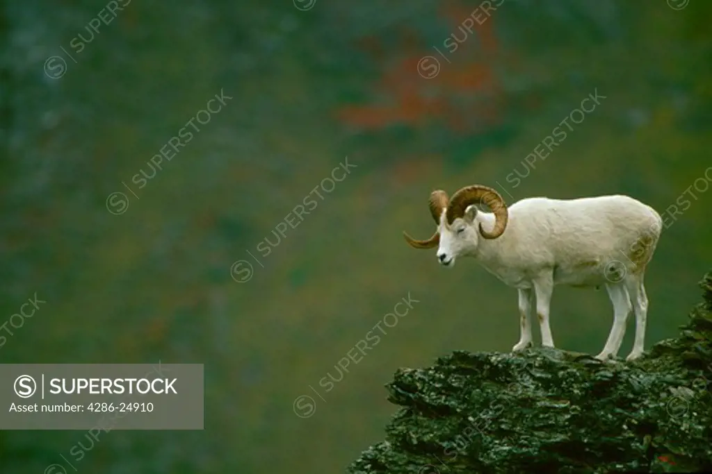 A white Dall Sheep ram stands on a rock outcrop, Denali National Park, Alaska.