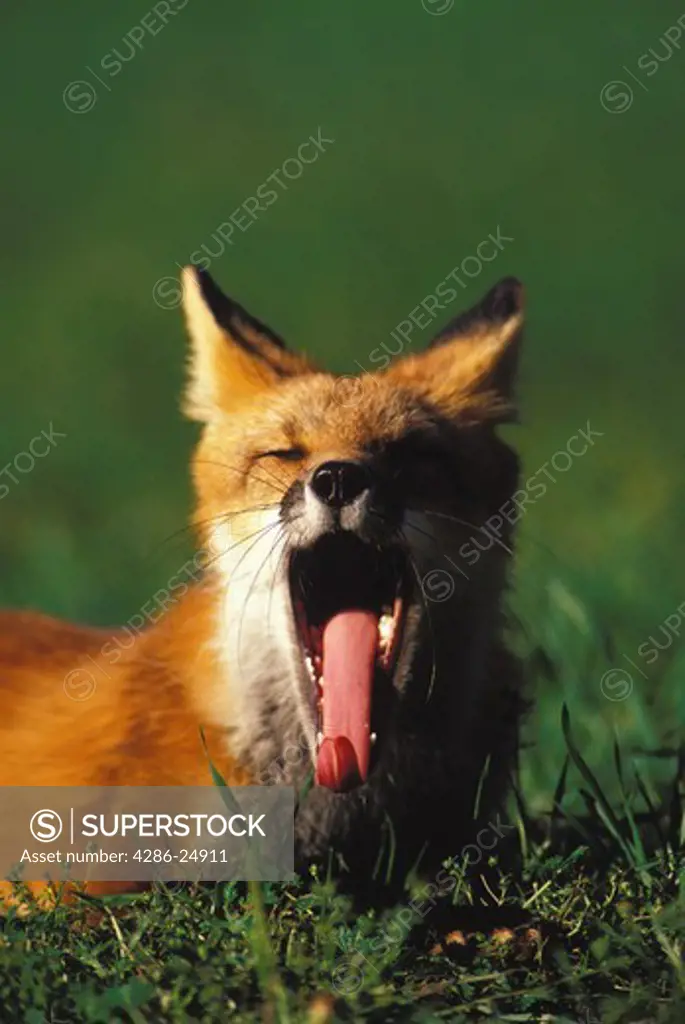 Portrait of a yawning Red Fox lying in the green grass, Outing, Minnesota.