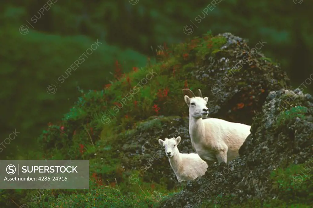 Dall Sheep ewe and lamb looking out from between rock outcrops in Denali National Park, Alaska.