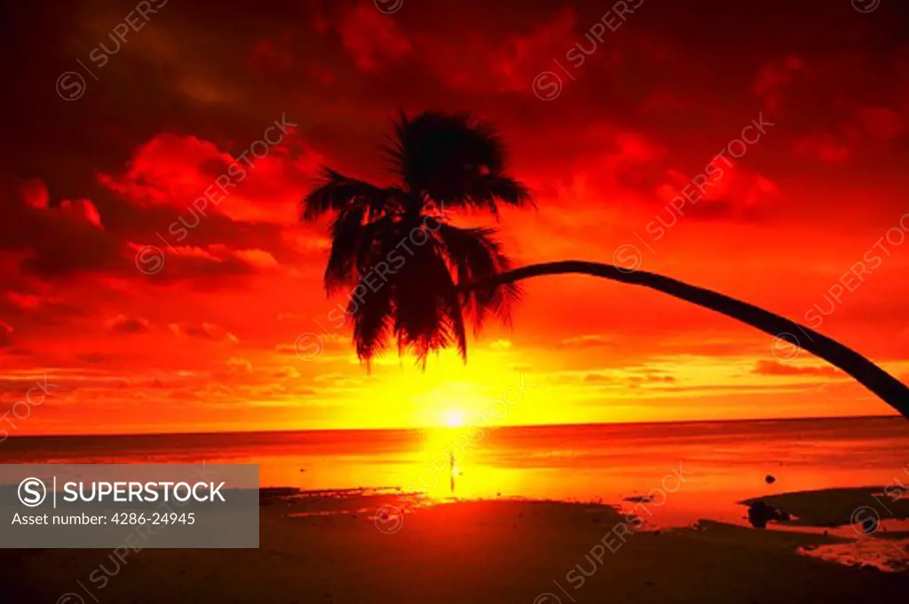 Silhouette of palm tree at sunset, Aitutaki Island, Cook Islands.