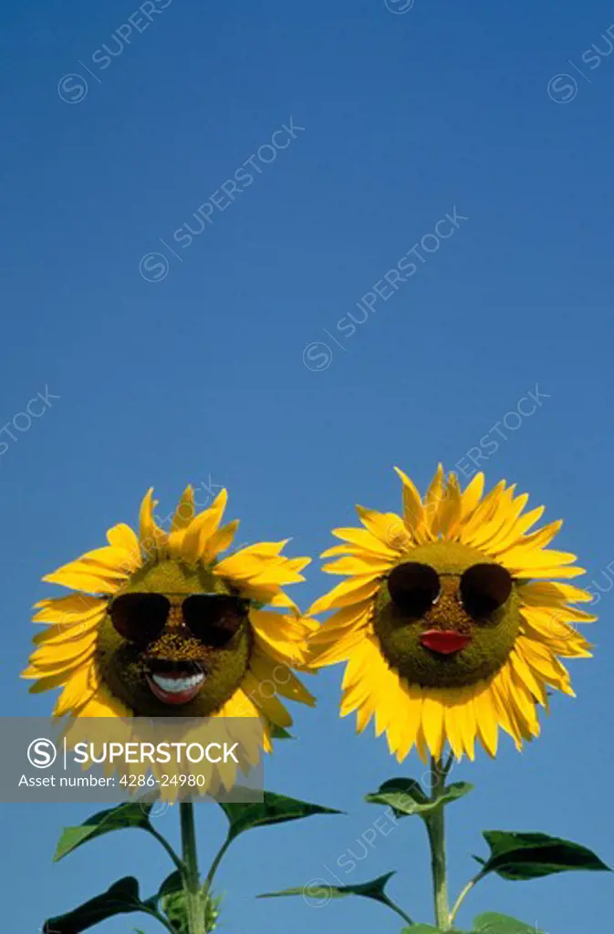 Sunflowers with animated faces.