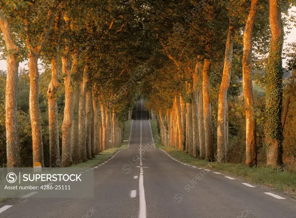 Tree lined country road near Auch in Gers Region of France